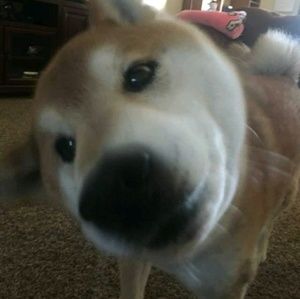 Meet your Posher, Johnathon